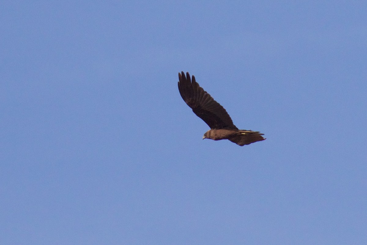 Western Marsh Harrier - ML554956181