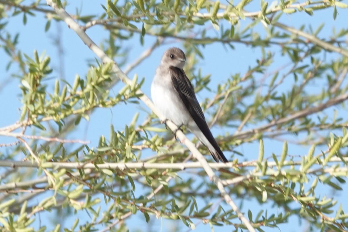 Northern Rough-winged Swallow - ML554956541