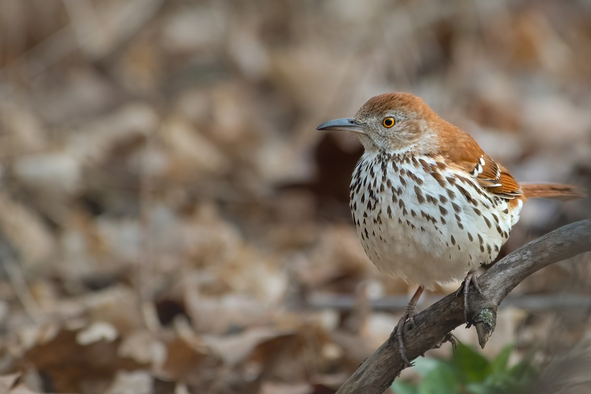 Brown Thrasher - ML554956891