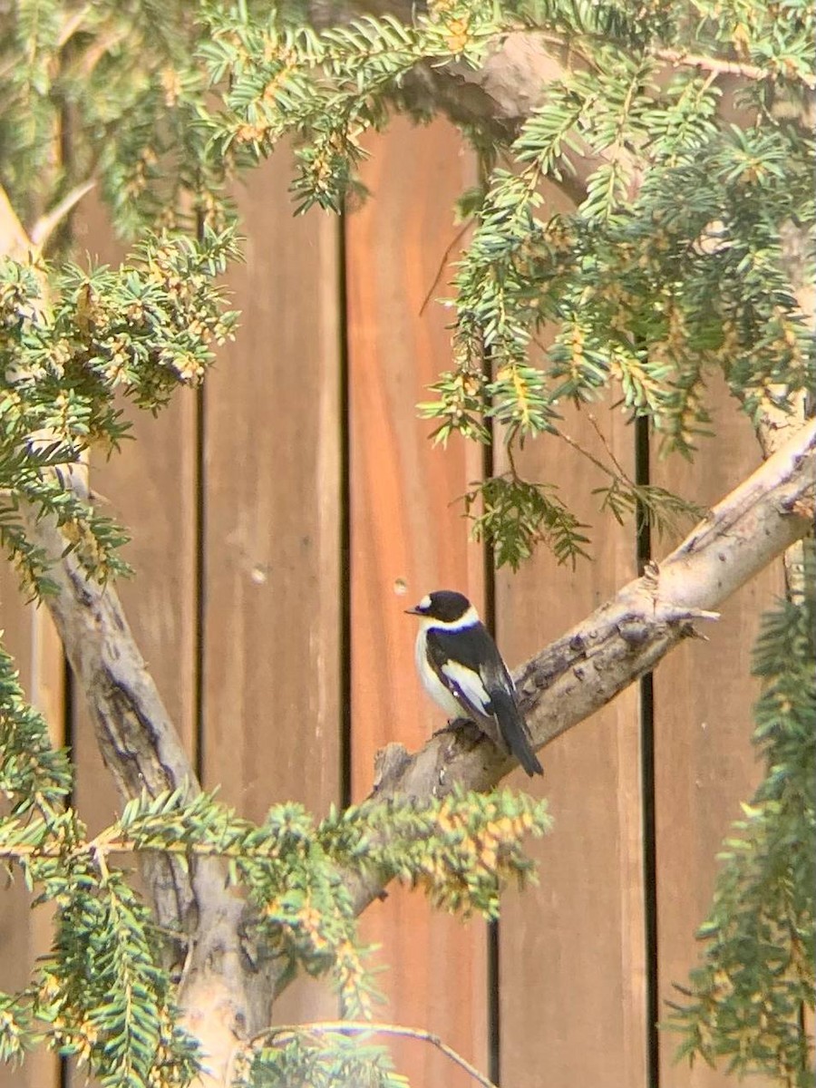 Collared Flycatcher - ML554958101