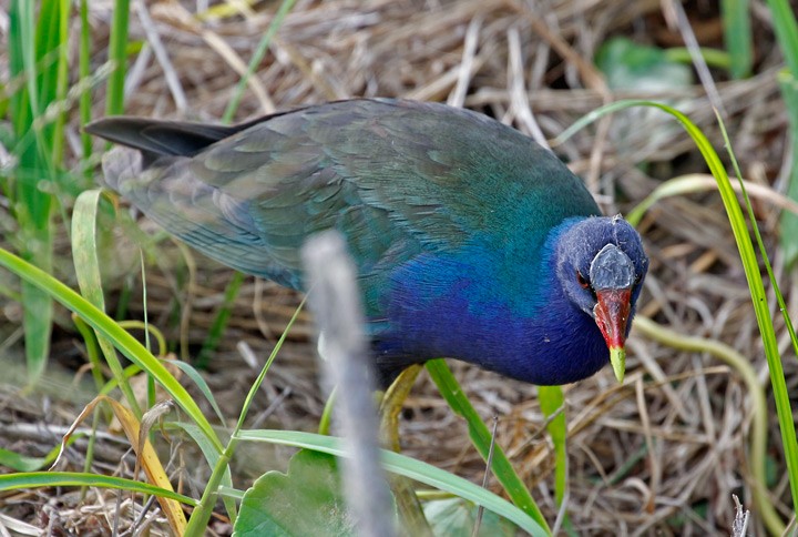 Purple Gallinule - ML55495861