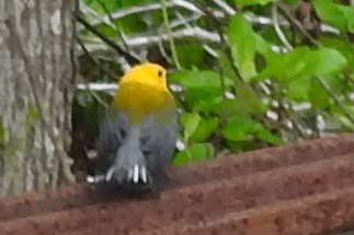 Prothonotary Warbler - ML55495871