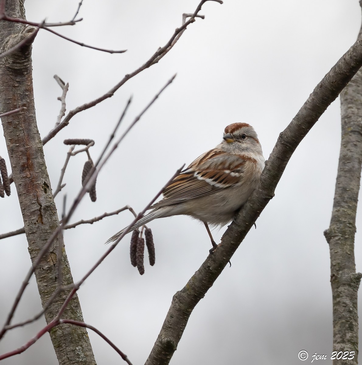 American Tree Sparrow - Carl & Judi Manning