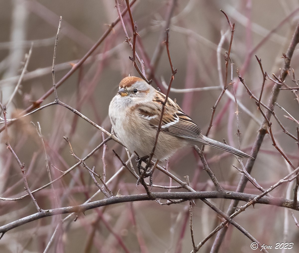 American Tree Sparrow - Carl & Judi Manning