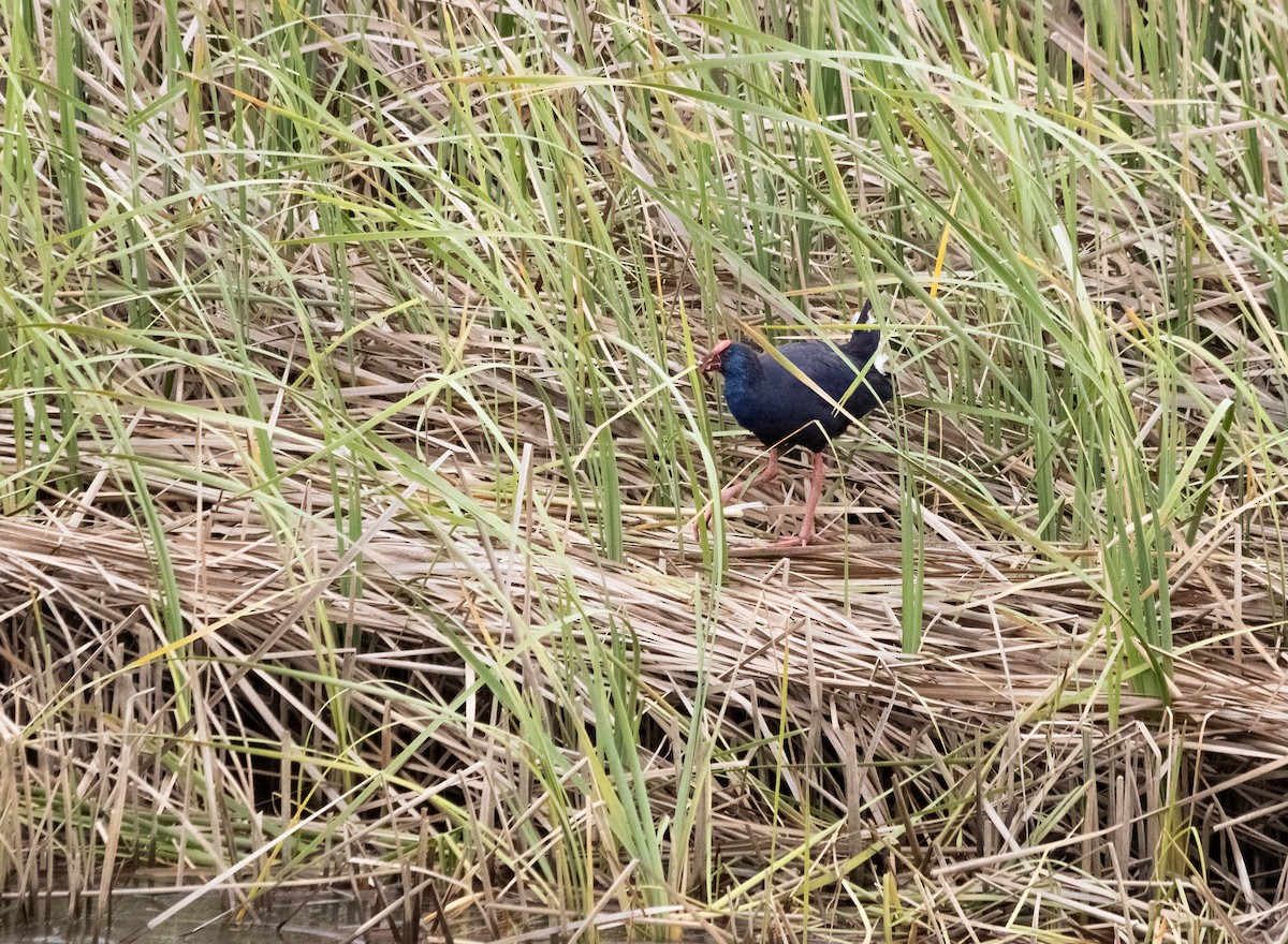 Western Swamphen - ML554959221