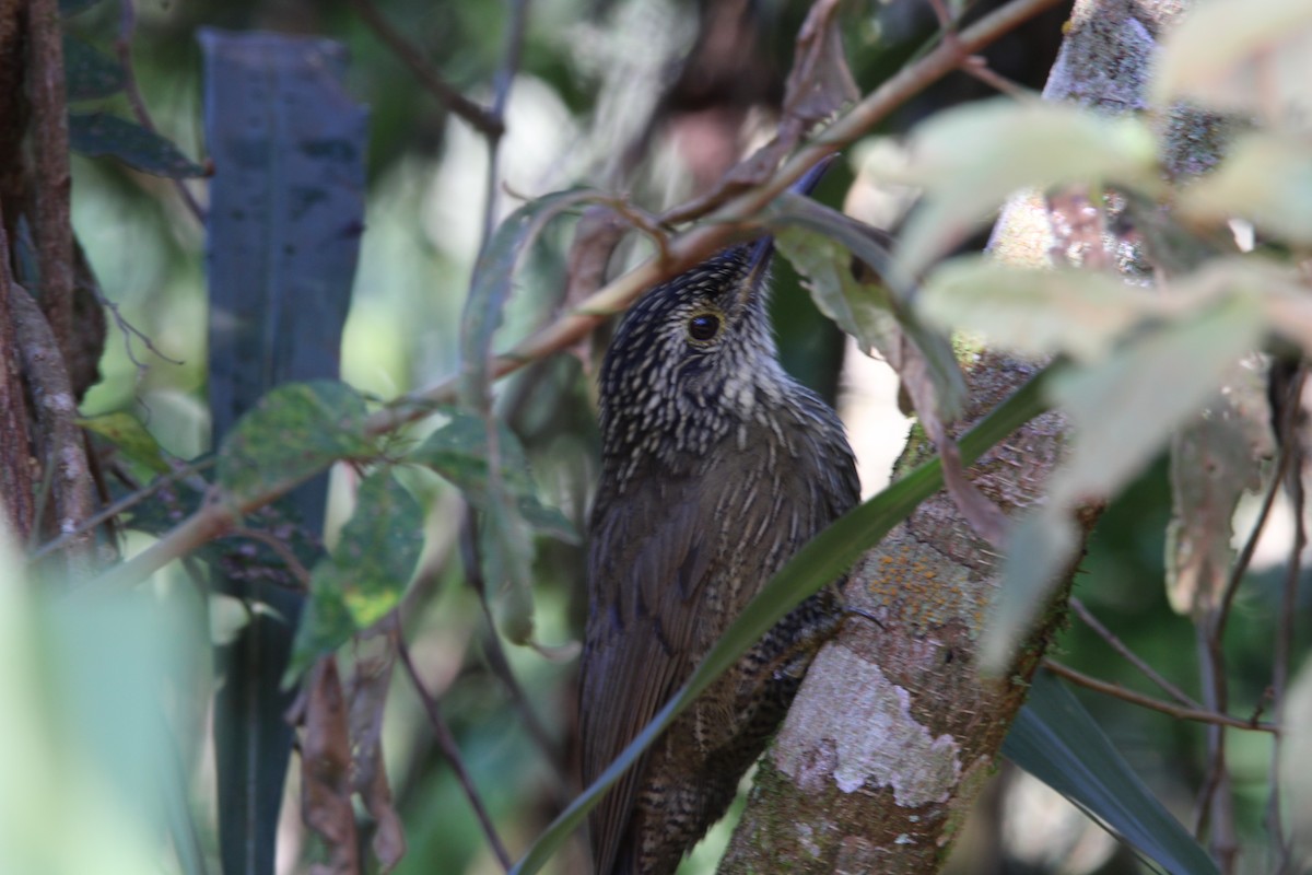 White-throated Woodcreeper - ML554959971