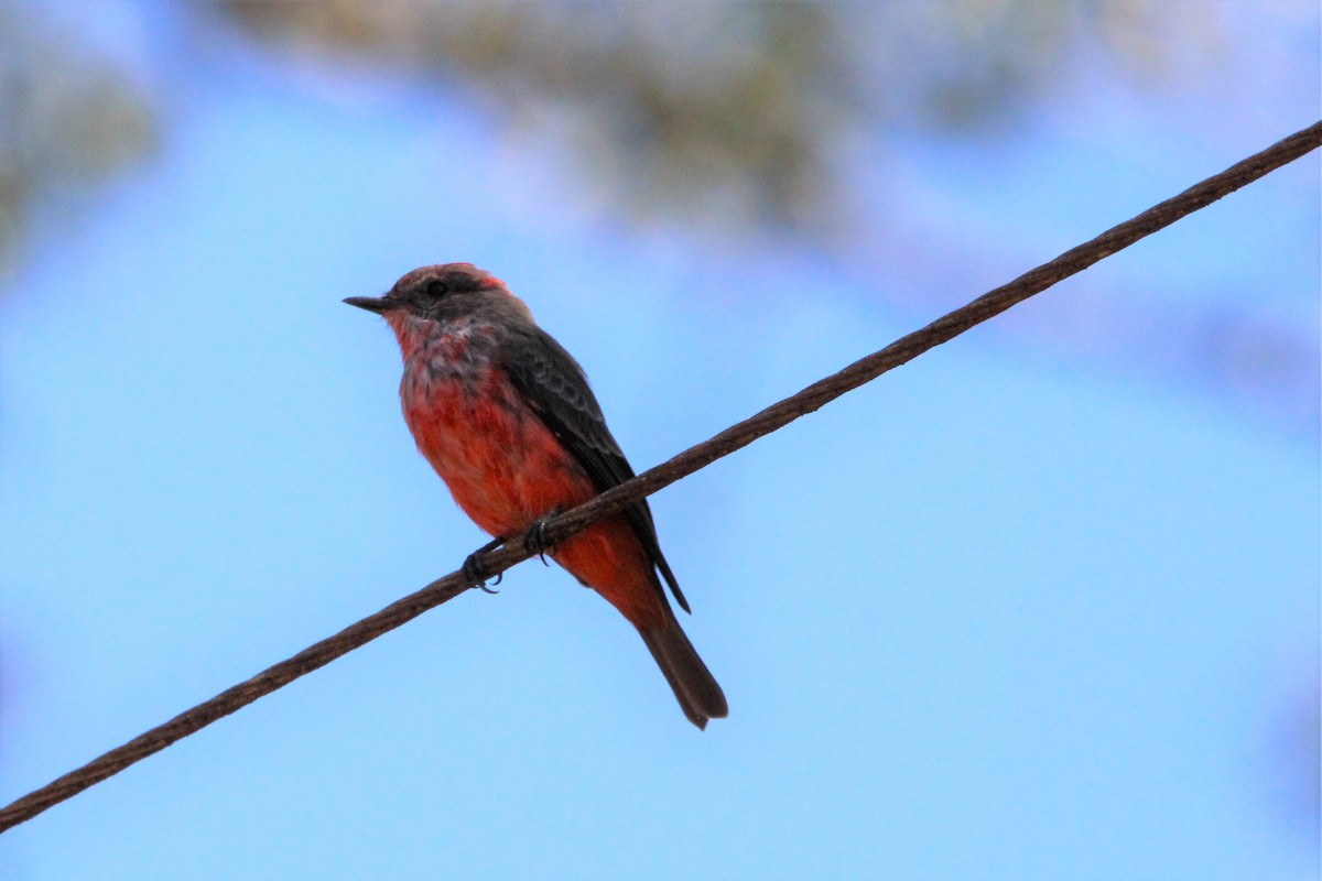 Vermilion Flycatcher - ML554960611