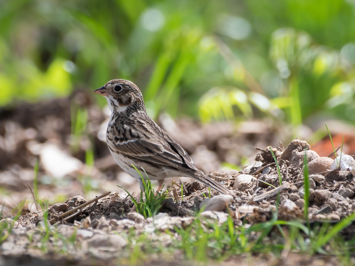 Vesper Sparrow - ML554961061