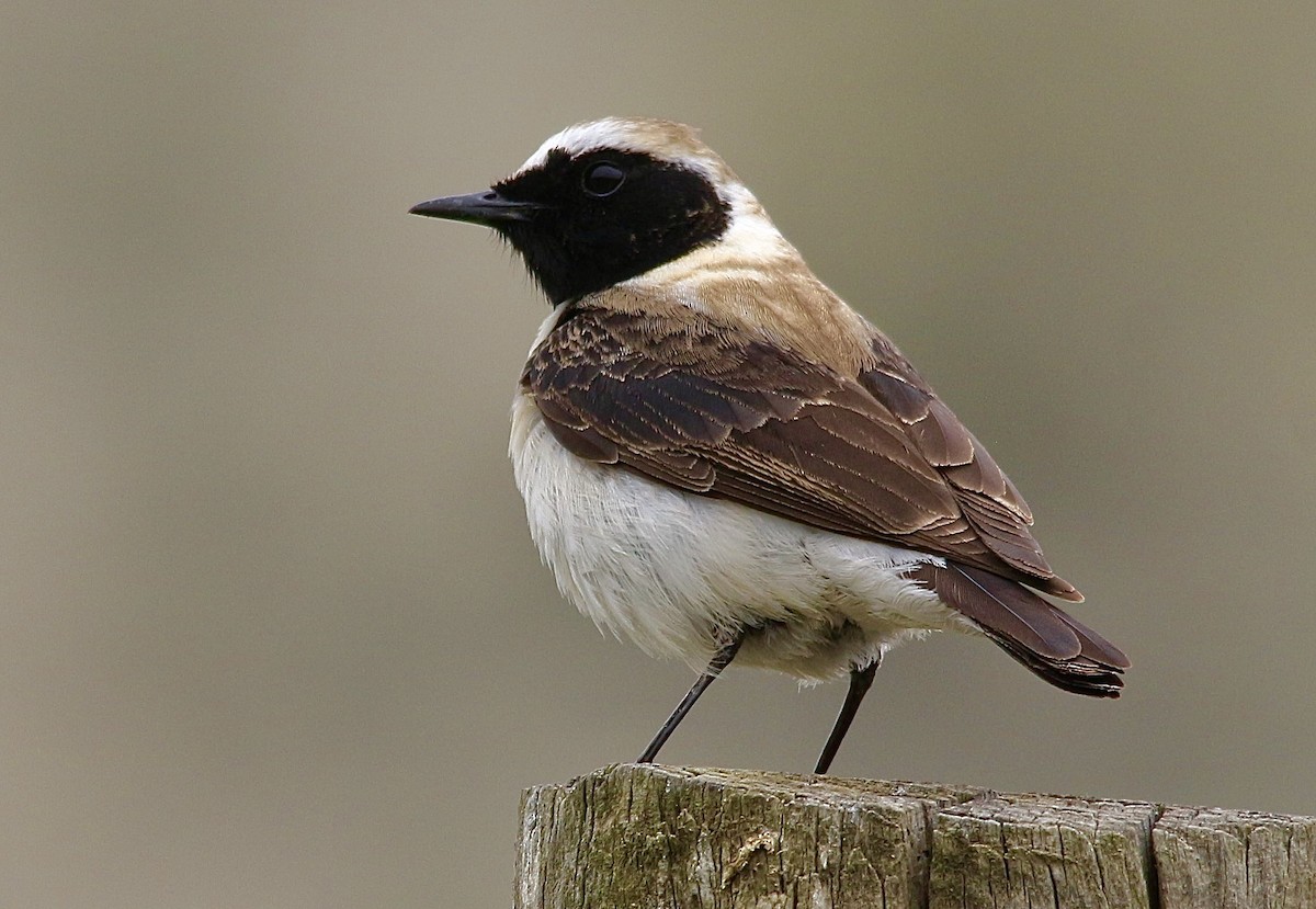 Eastern Black-eared Wheatear - Mustafa Şavluk