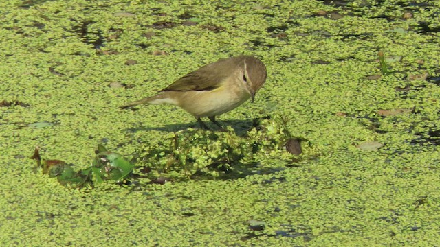 Common Chiffchaff - ML554963481