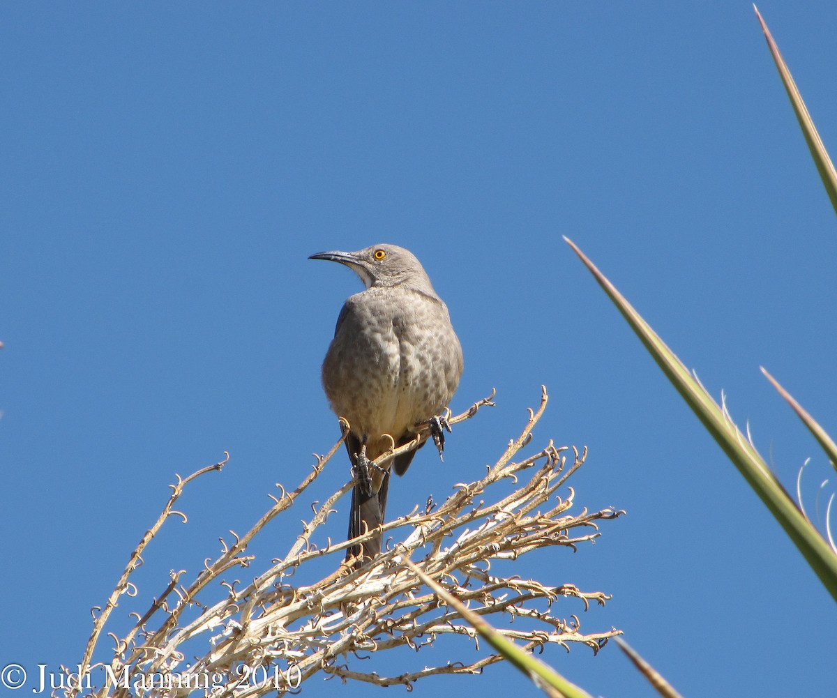 Curve-billed Thrasher - ML554963501