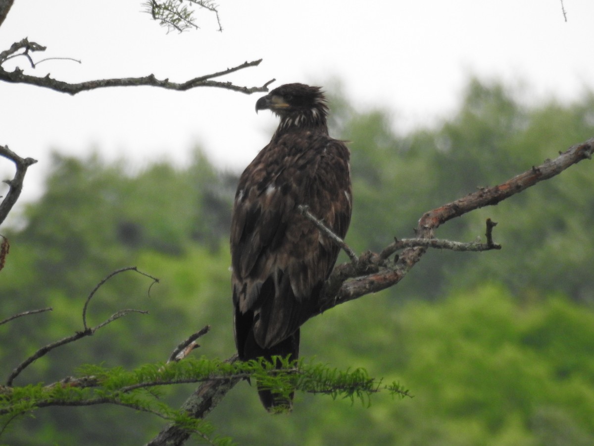 Bald Eagle - ML55496351