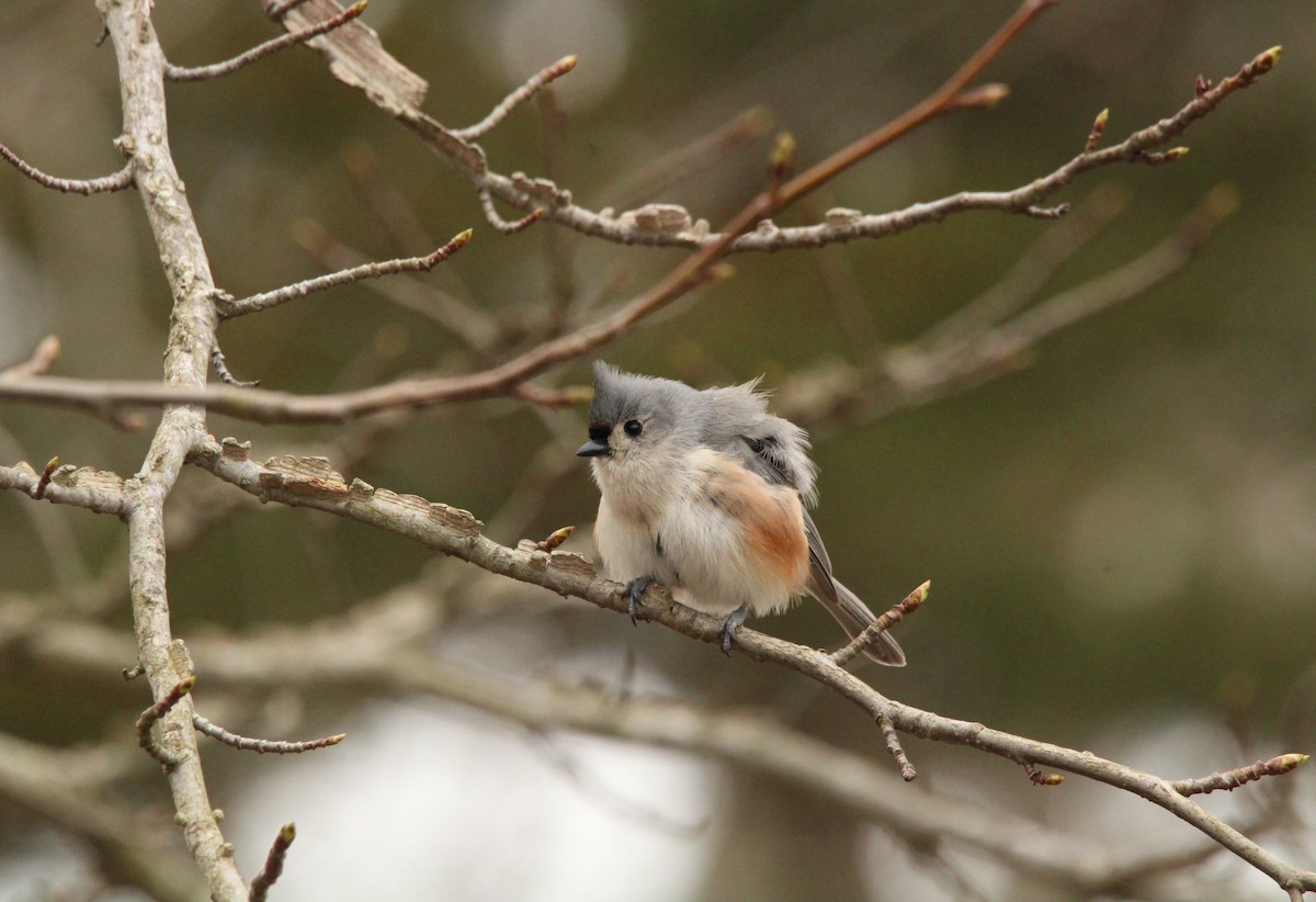 Tufted Titmouse - ML554964011