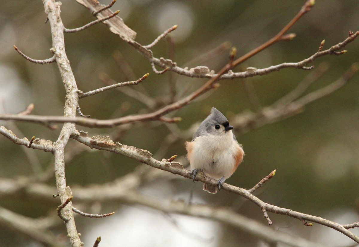 Tufted Titmouse - ML554964021