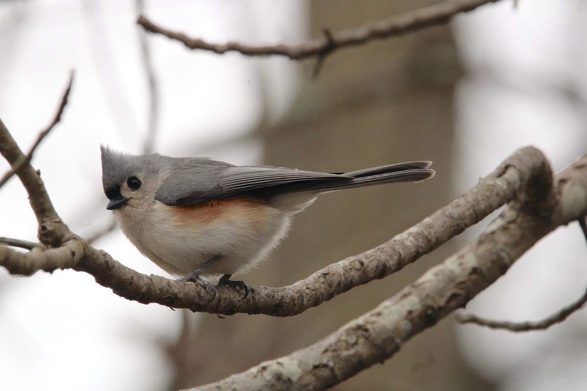 Tufted Titmouse - ML554964091