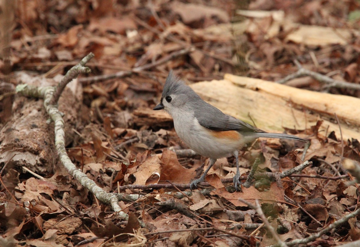 Tufted Titmouse - ML554964101