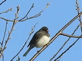 Dark-eyed Junco - ML554964691