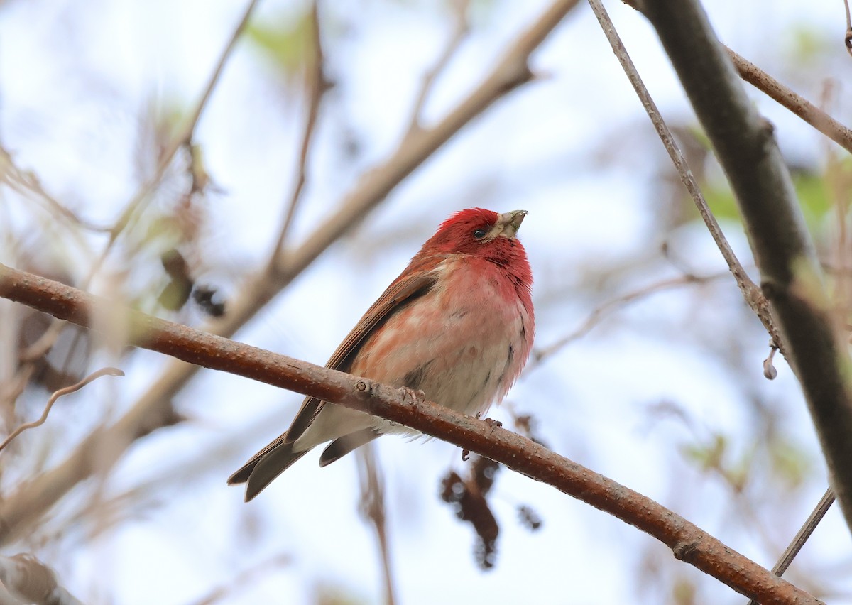 Purple Finch - Anir Bhat