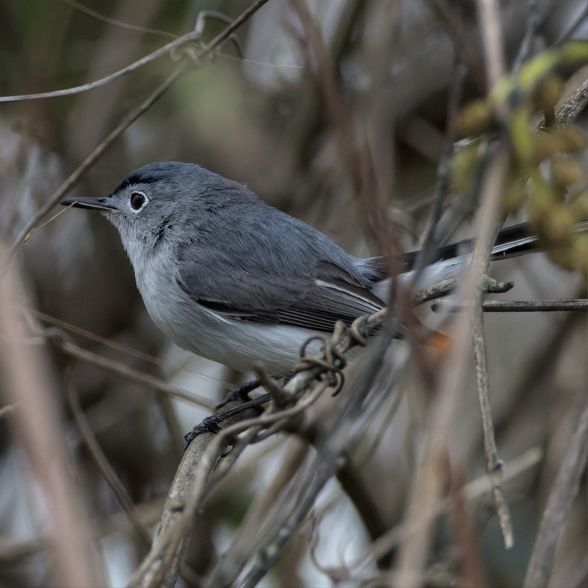 Blue-gray Gnatcatcher - ML554966451