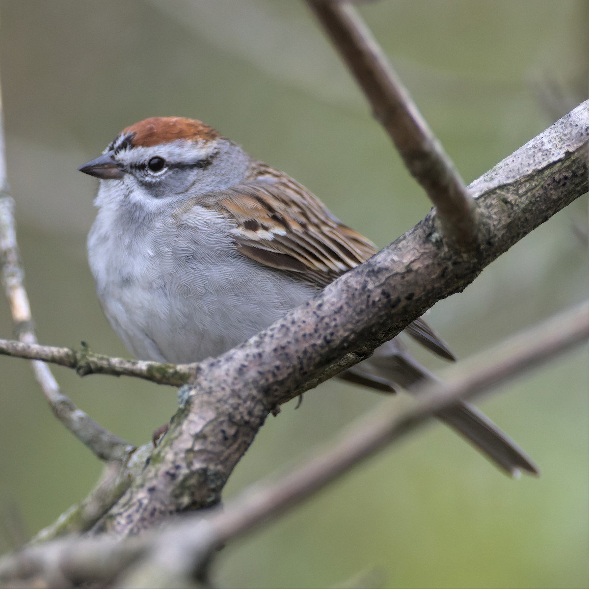 Chipping Sparrow - ML554966651