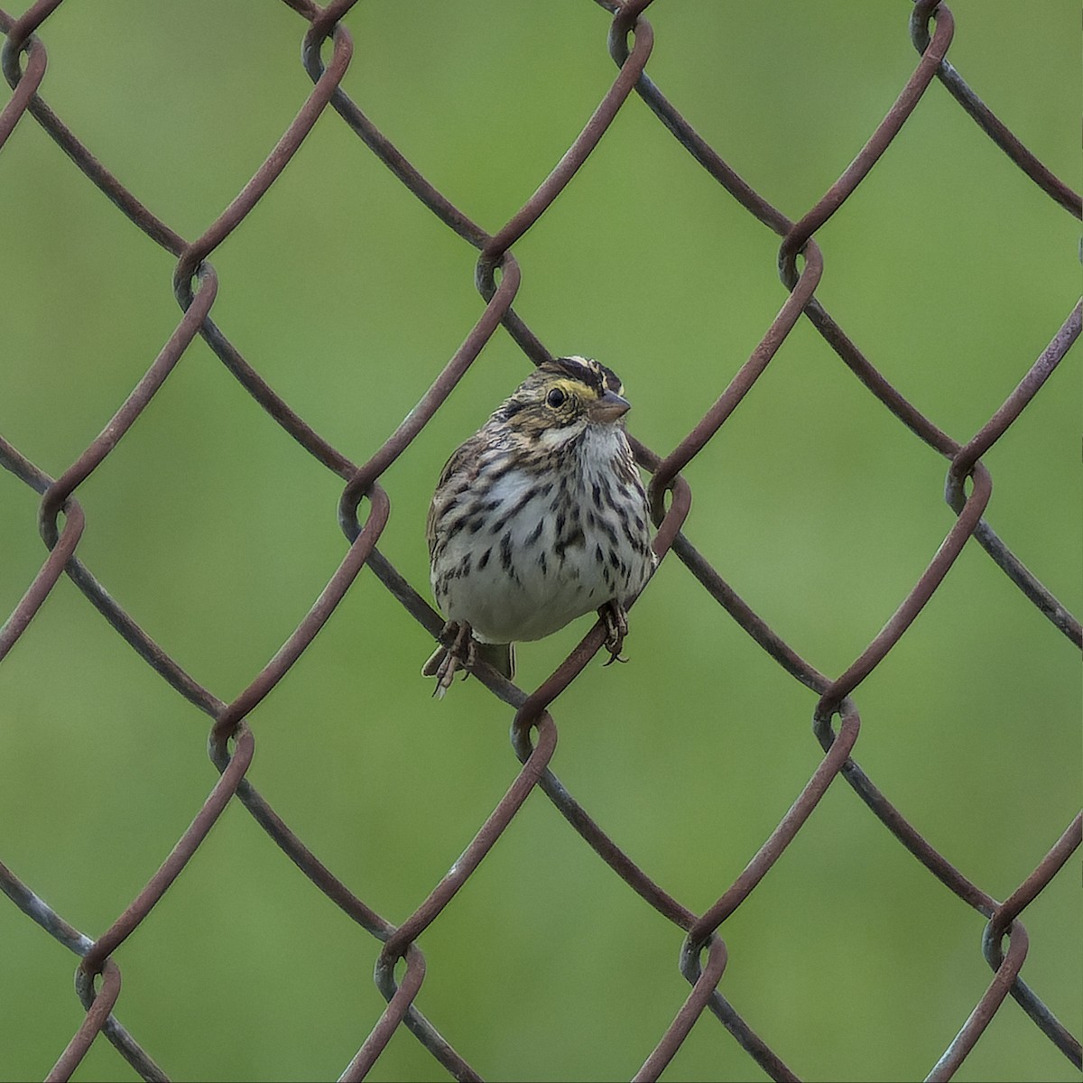 Savannah Sparrow - ML554966771