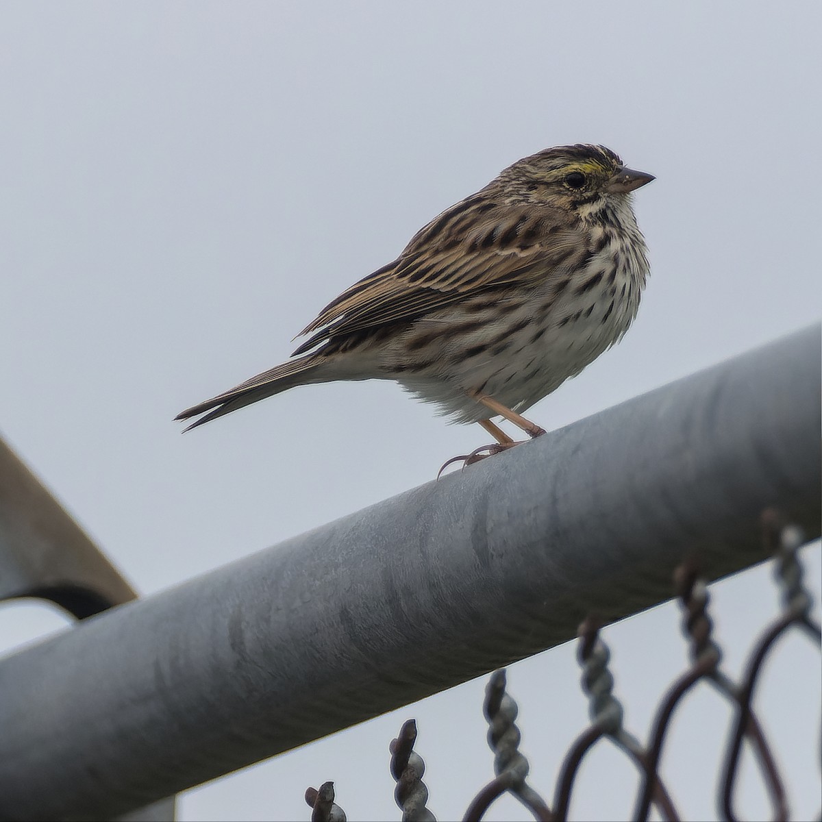 Savannah Sparrow - ML554966781