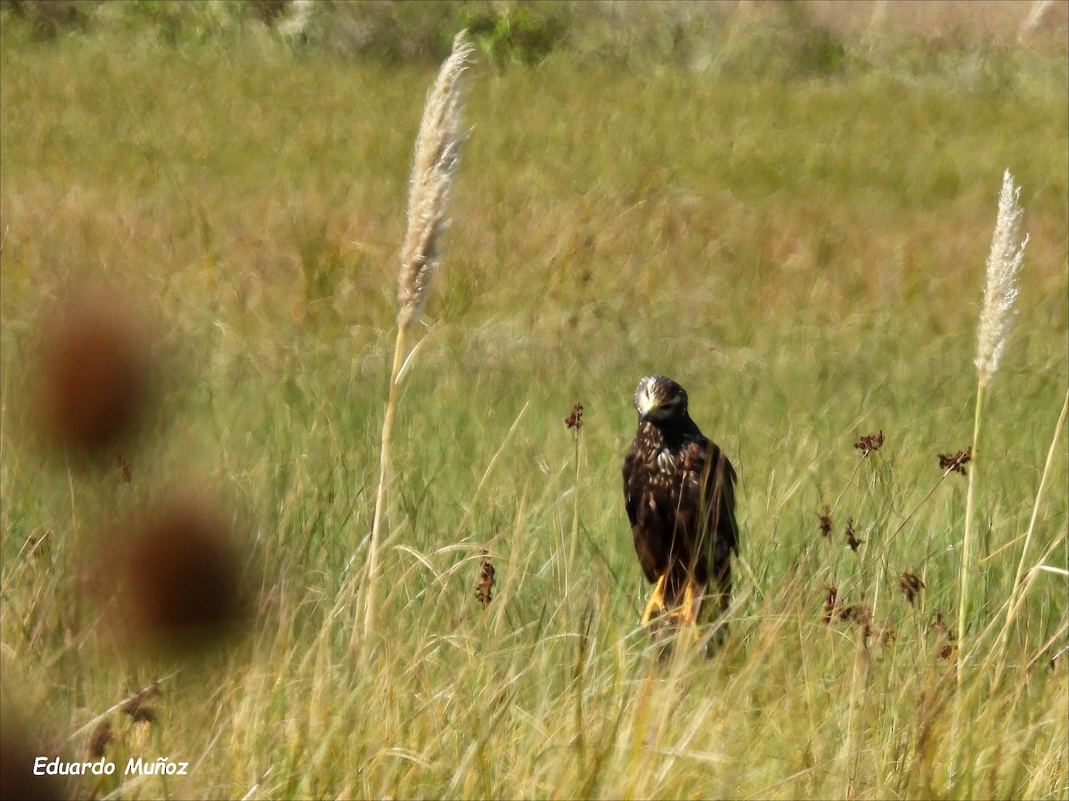 Long-winged Harrier - ML554967271