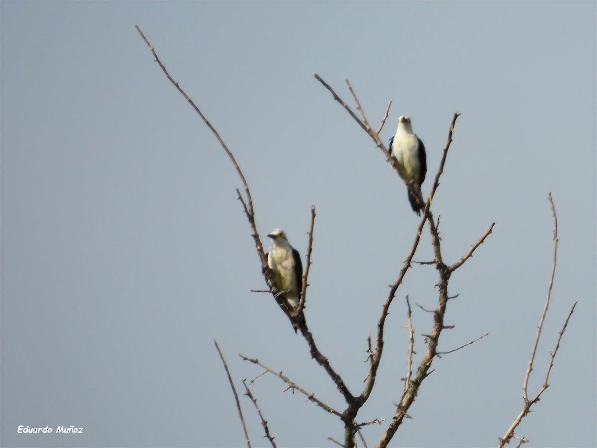 White Woodpecker - ML554967301