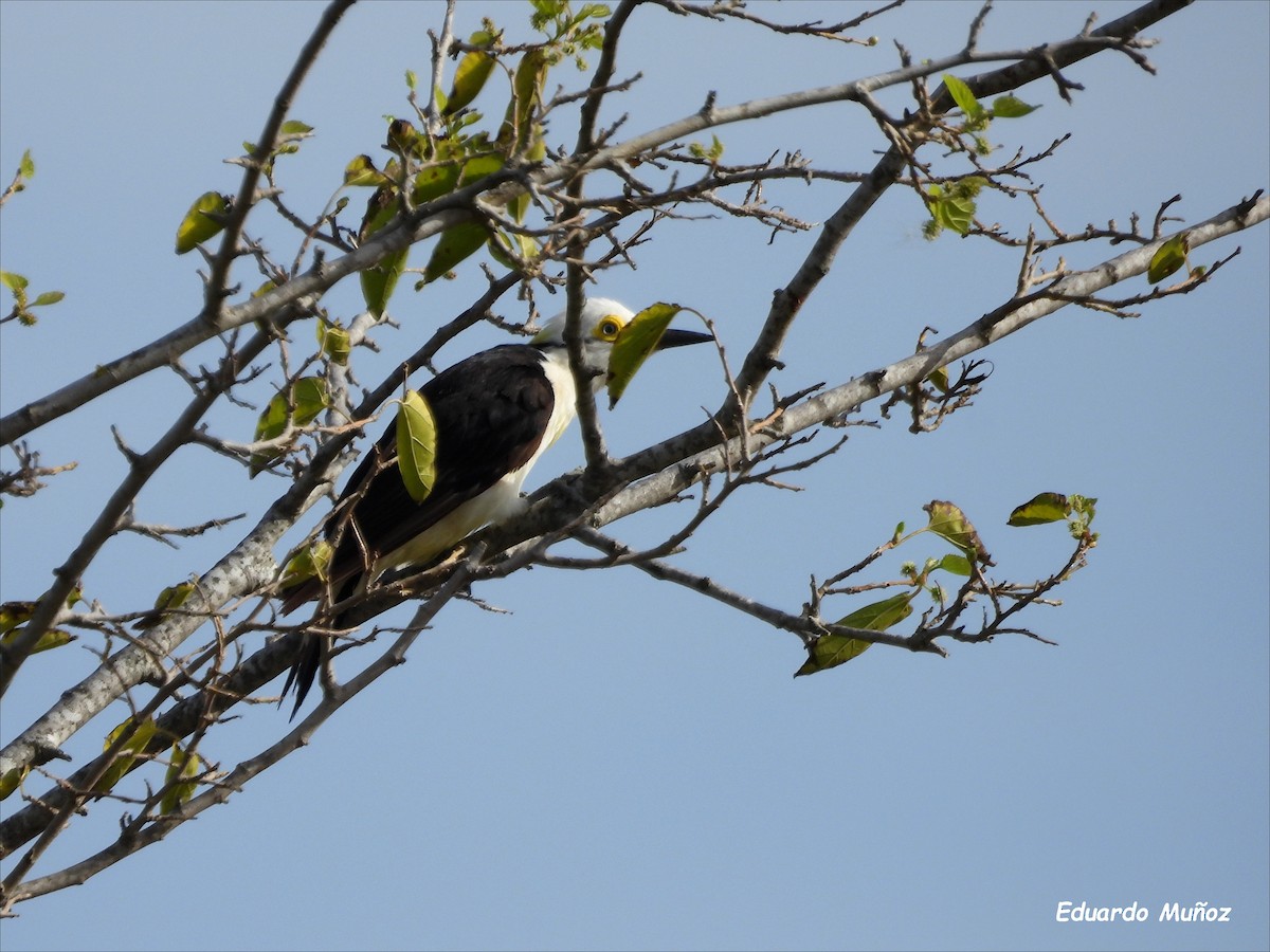 White Woodpecker - ML554967311