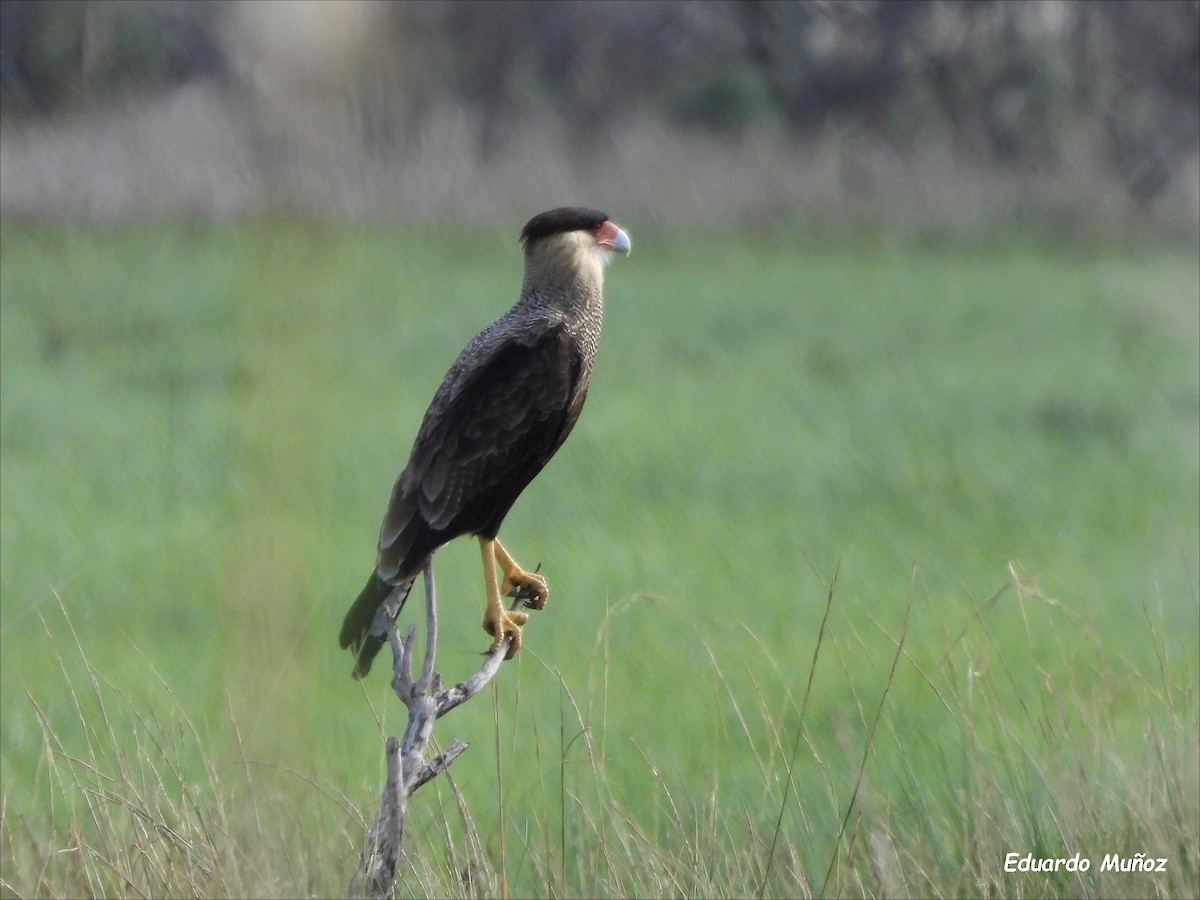 Crested Caracara - ML554967341