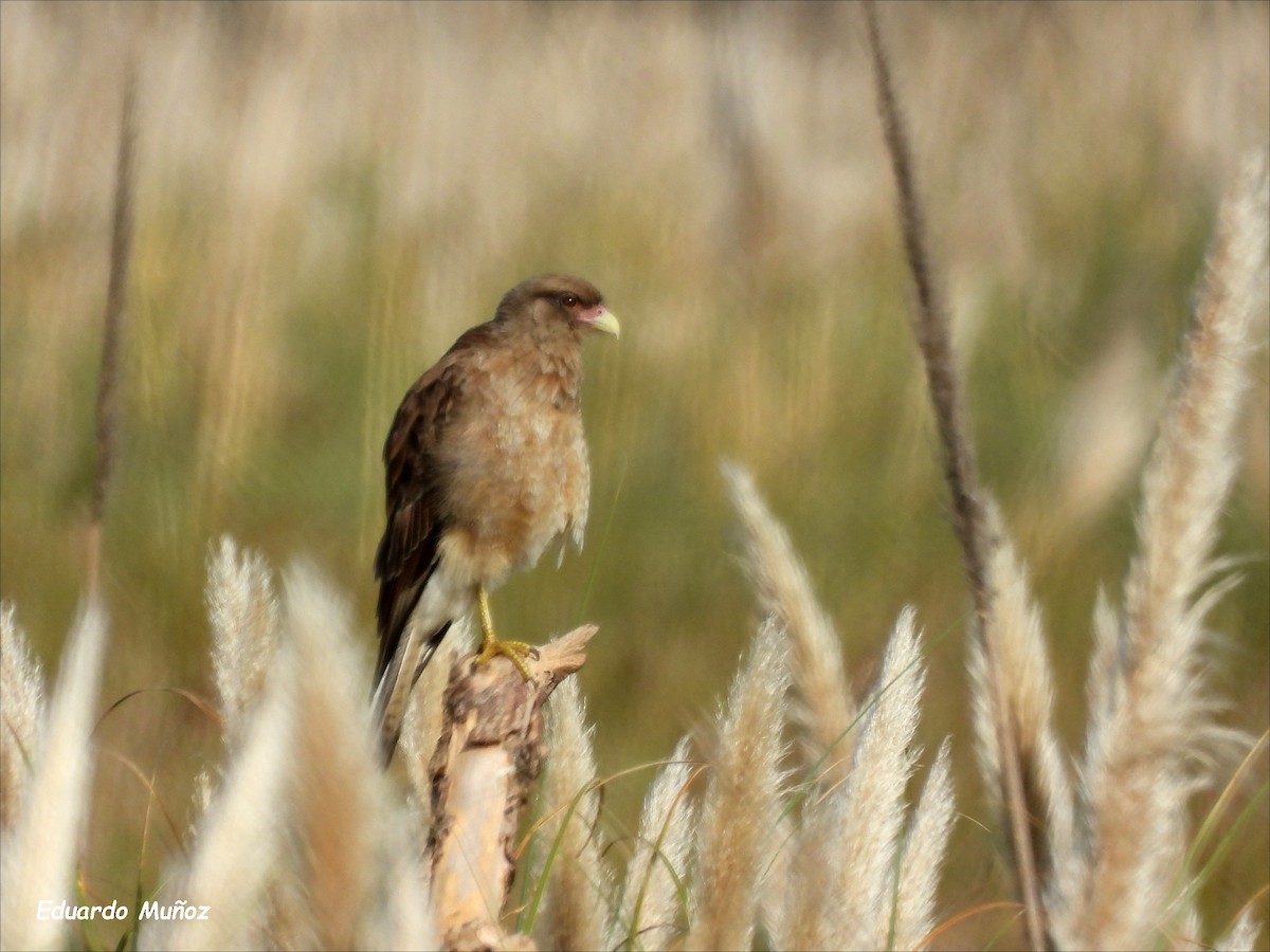 Chimango Caracara - ML554967361