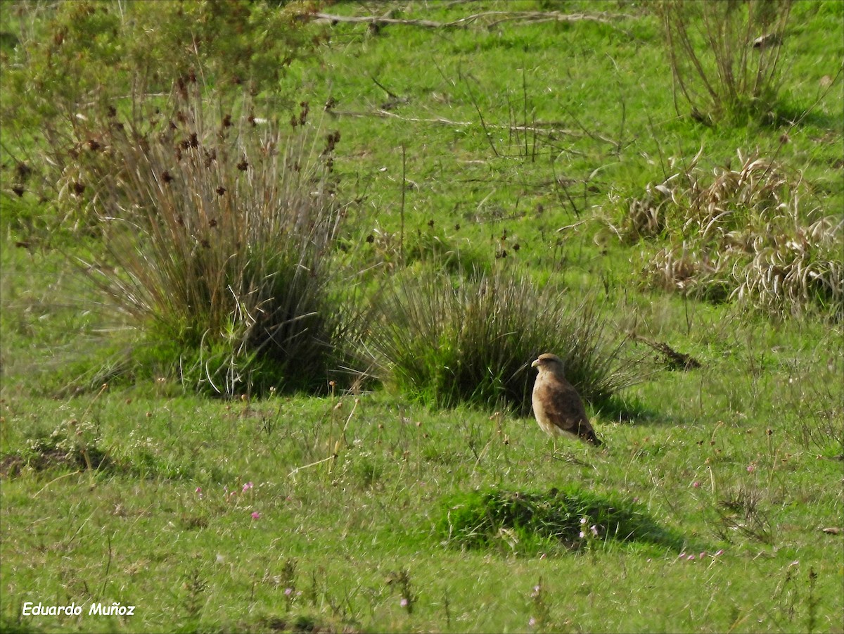 Caracara chimango - ML554967371