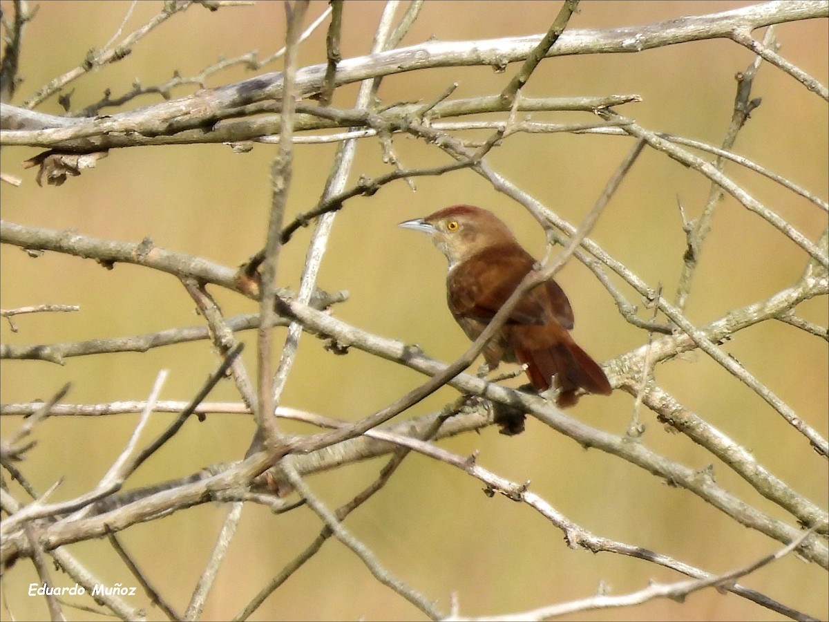 Freckle-breasted Thornbird - Hermann Eduardo Muñoz