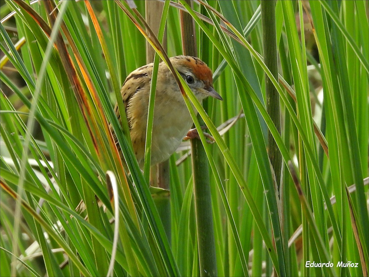 Bay-capped Wren-Spinetail - ML554967461