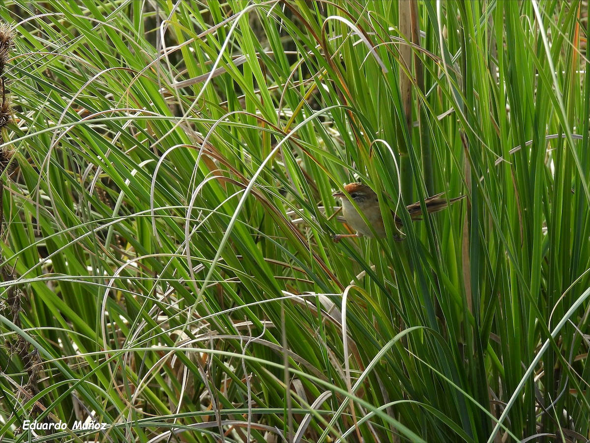 Bay-capped Wren-Spinetail - ML554967481