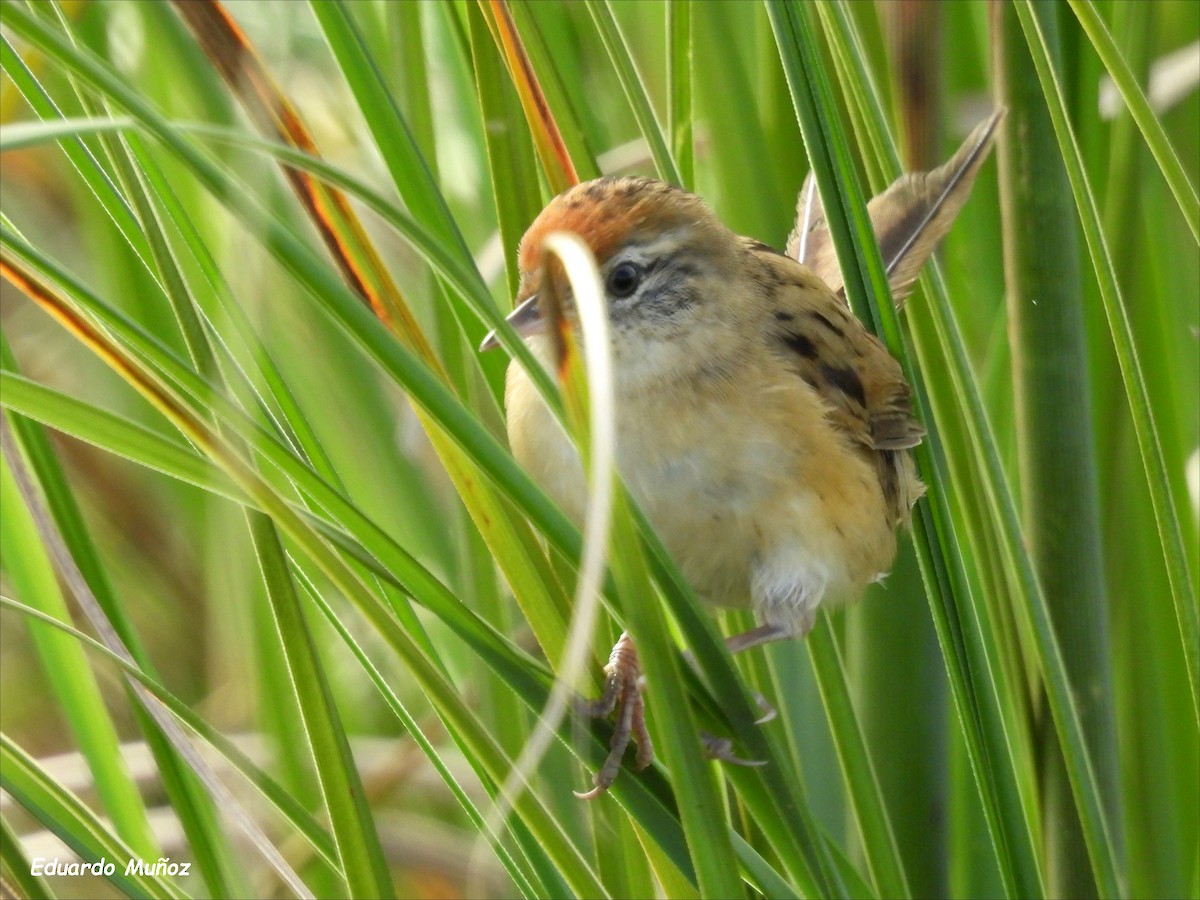 Bay-capped Wren-Spinetail - ML554967501