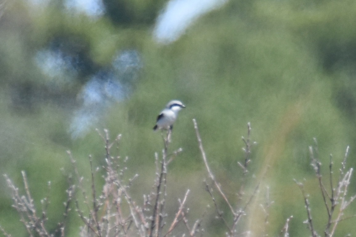 Loggerhead Shrike - ML55496831