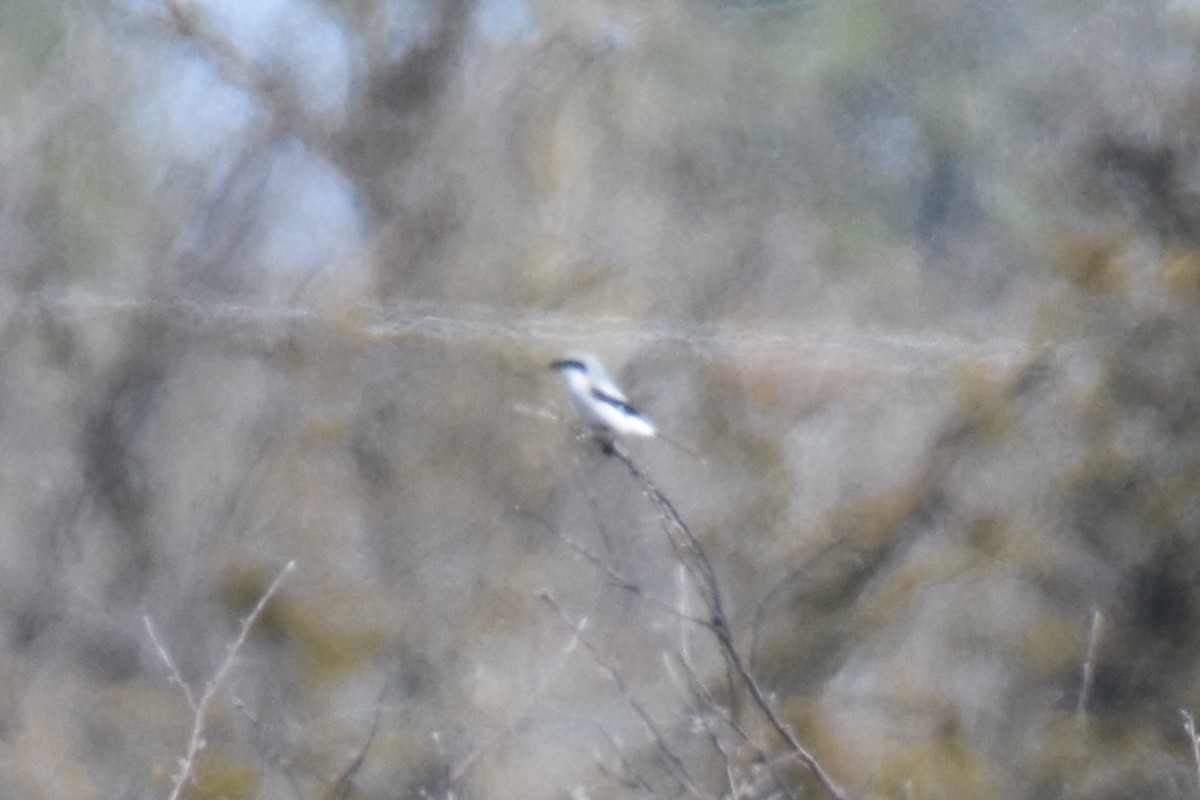 Loggerhead Shrike - Luke Berg