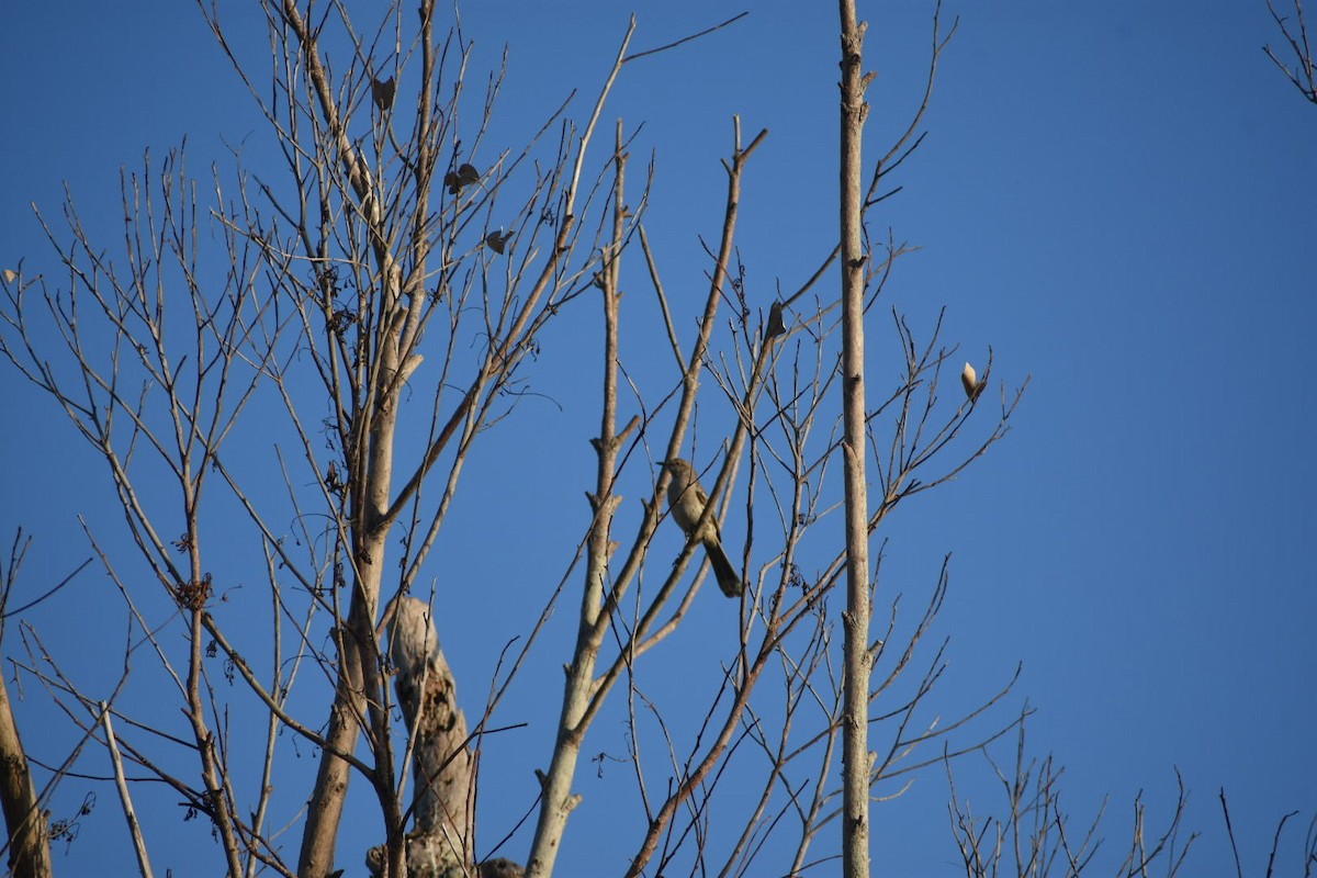 Bahama Mockingbird - ML554969251