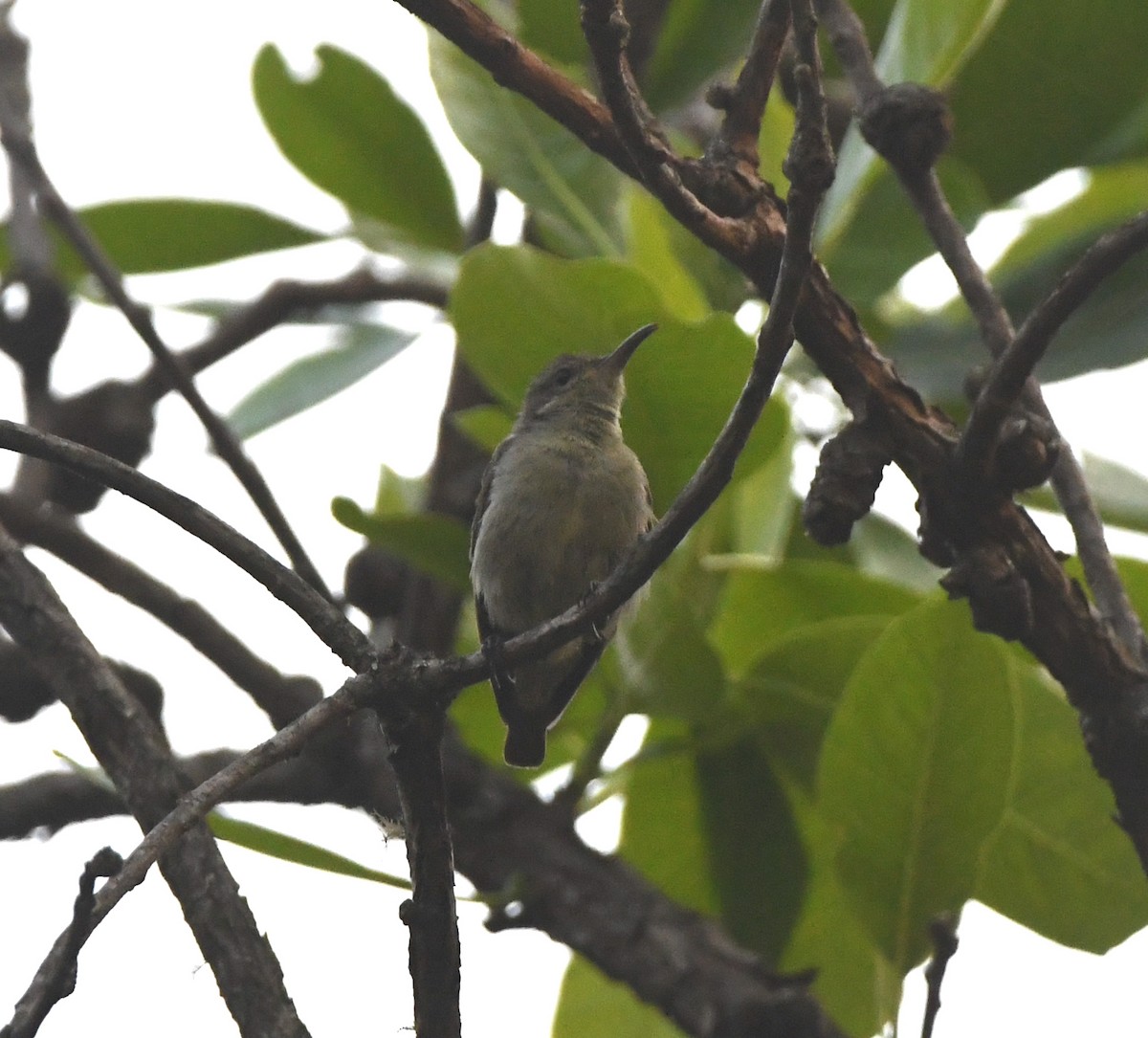 Bates's Sunbird - ML554971441