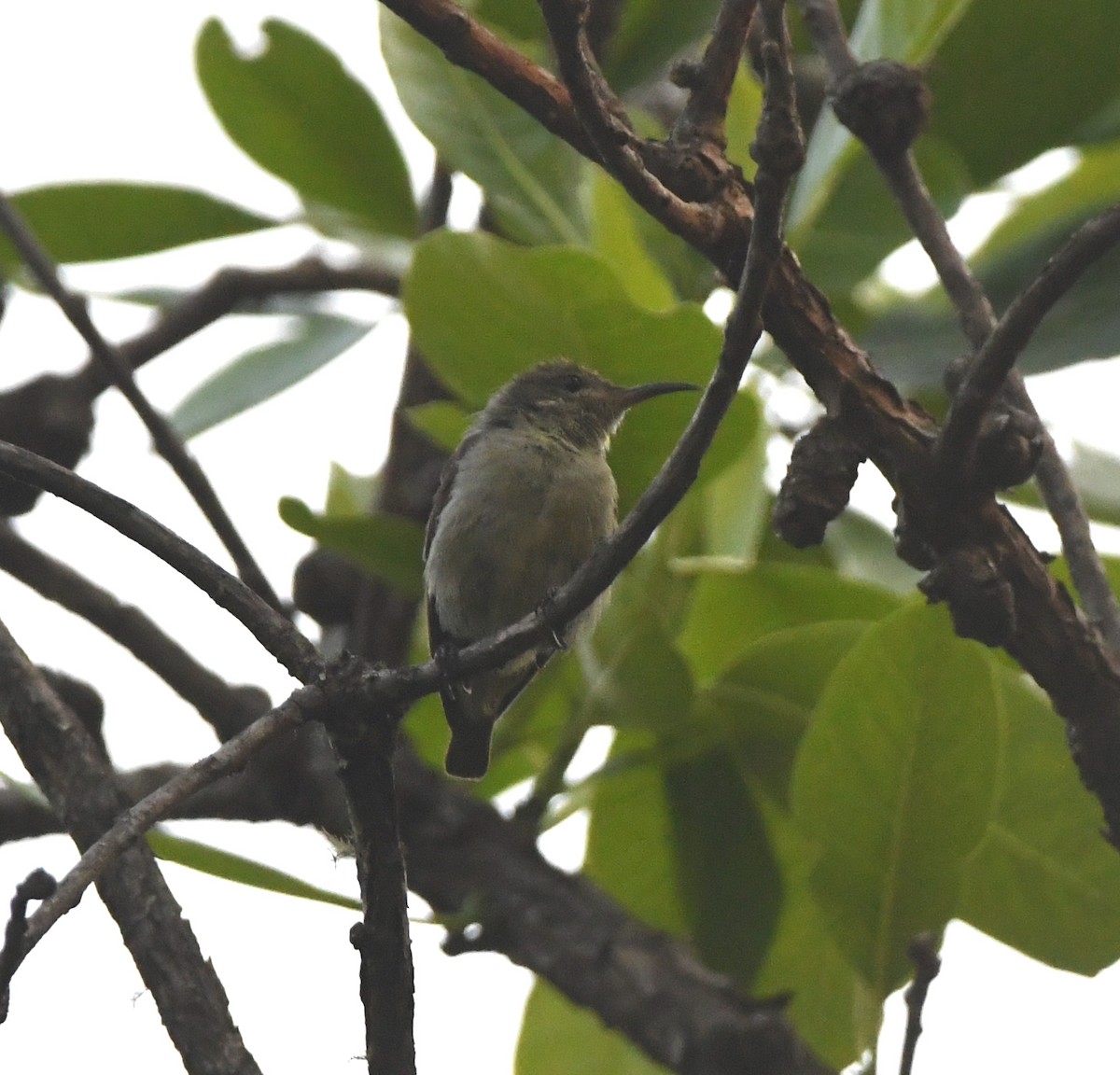 Bates's Sunbird - ML554971551