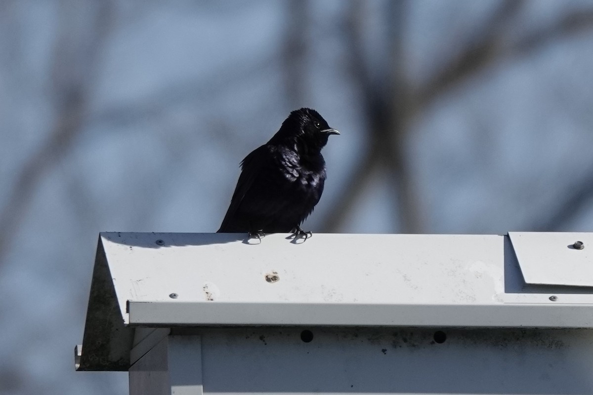 Purple Martin - Jamie Moon