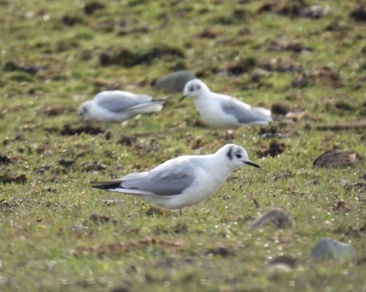 Bonaparte's Gull - ML554971731