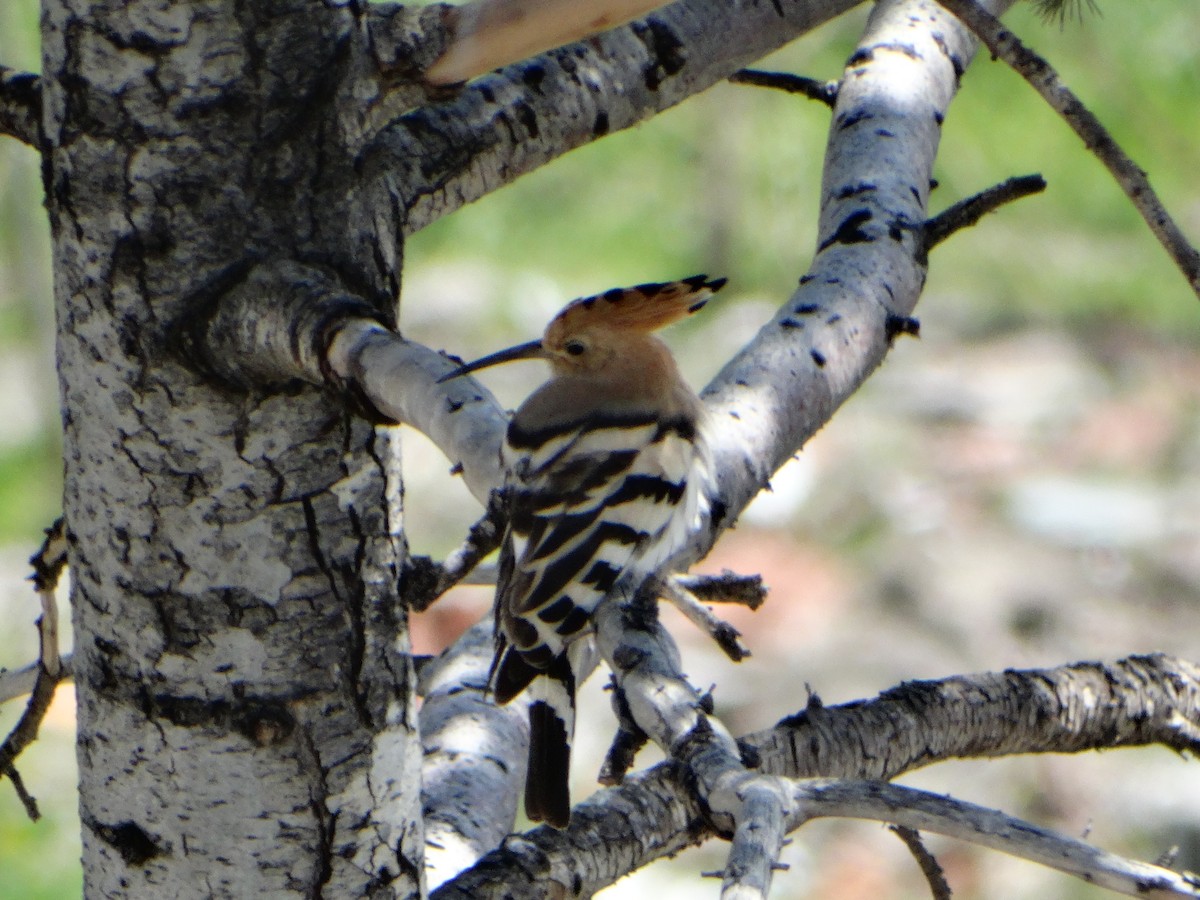 Common Hoopoe - ML554971941