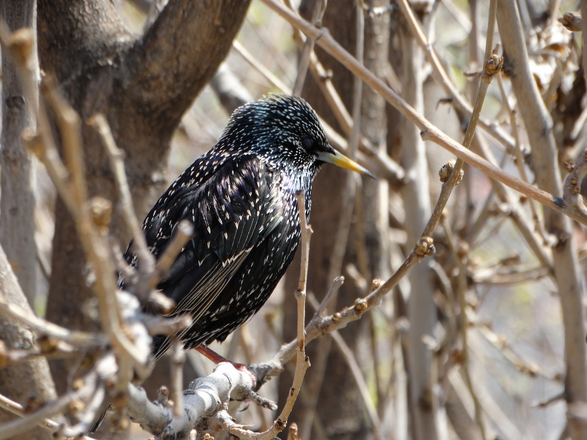 European Starling - ML554972151