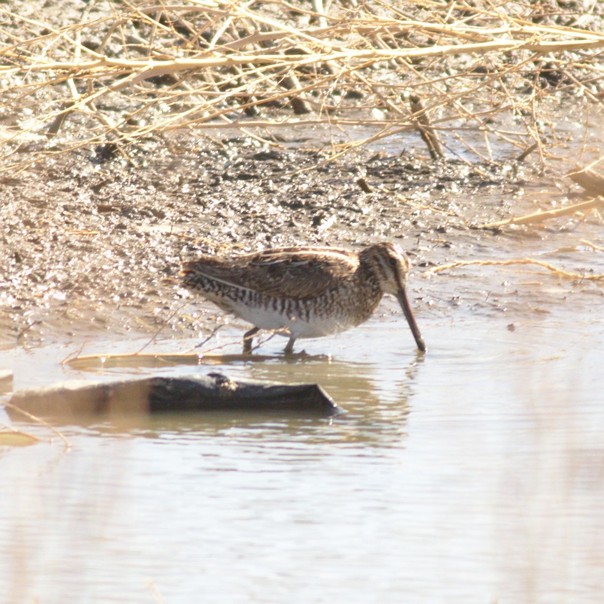 Wilson's Snipe - ML554972231