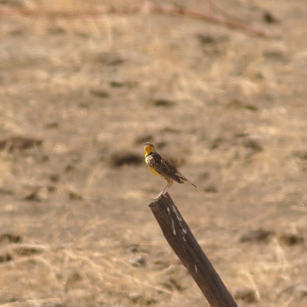 Western Meadowlark - ML554972341
