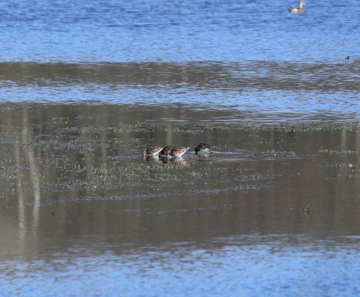 Wilson's Snipe - ML554972741