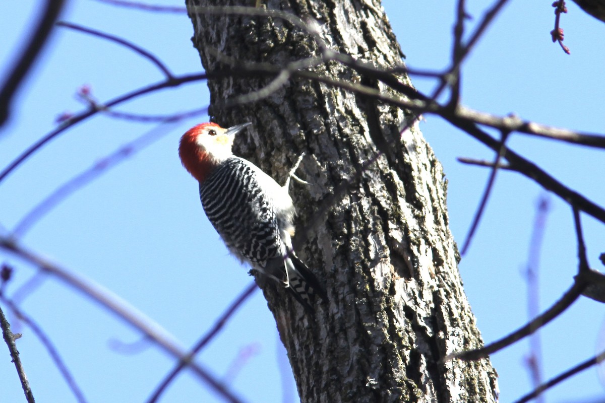 Red-bellied Woodpecker - ML554972941