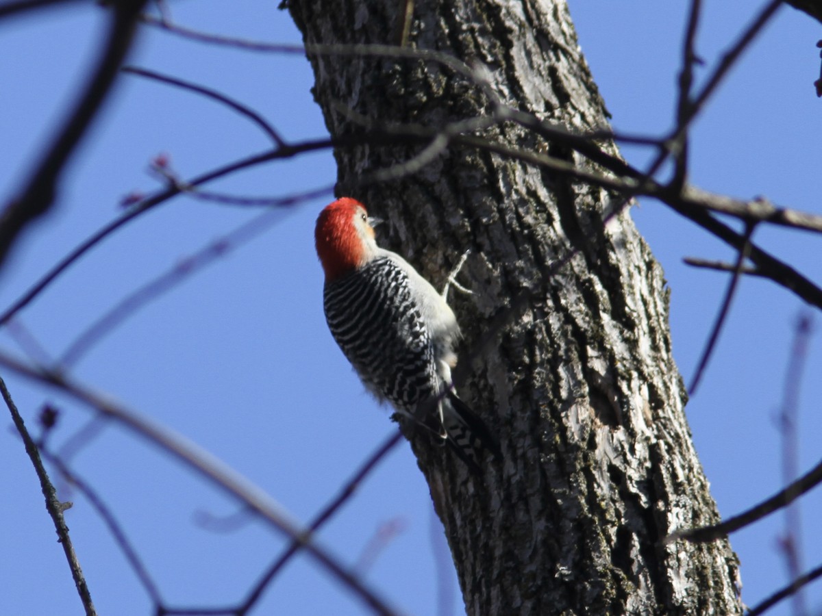 Red-bellied Woodpecker - ML554972951